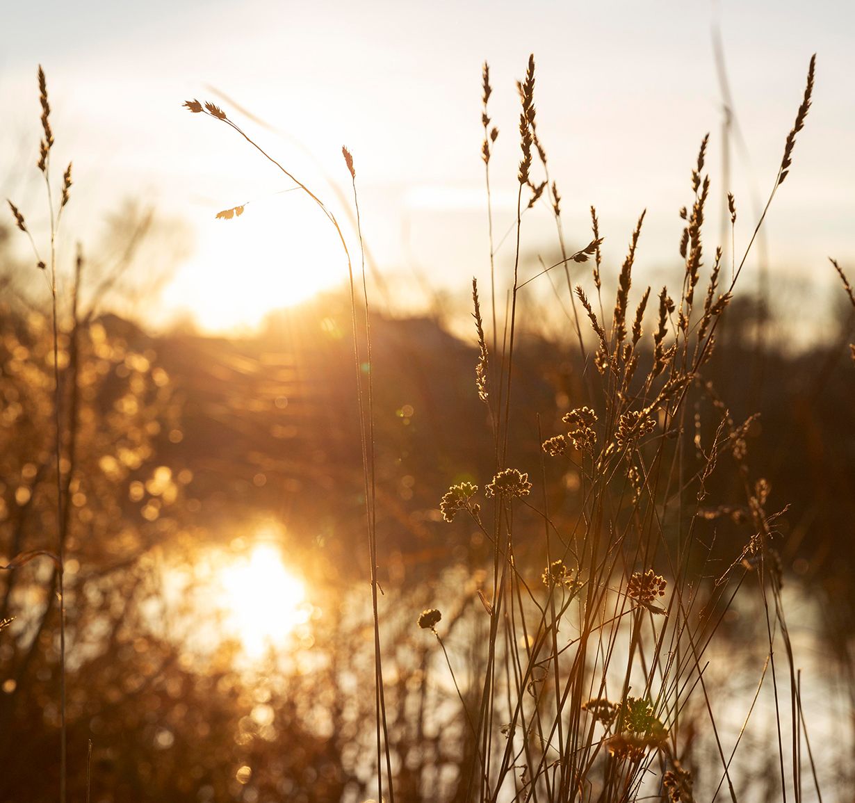 Paesaggio sereno al tramonto con erbe alte e riflessi sullo stagno